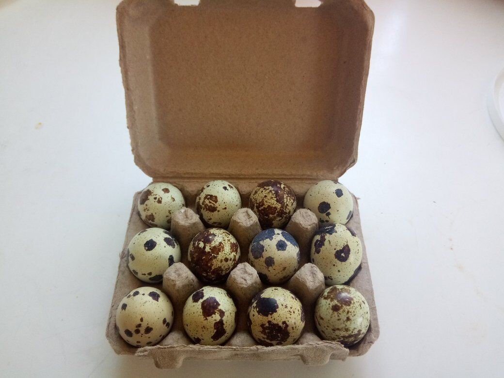 Jumbo quail eggs