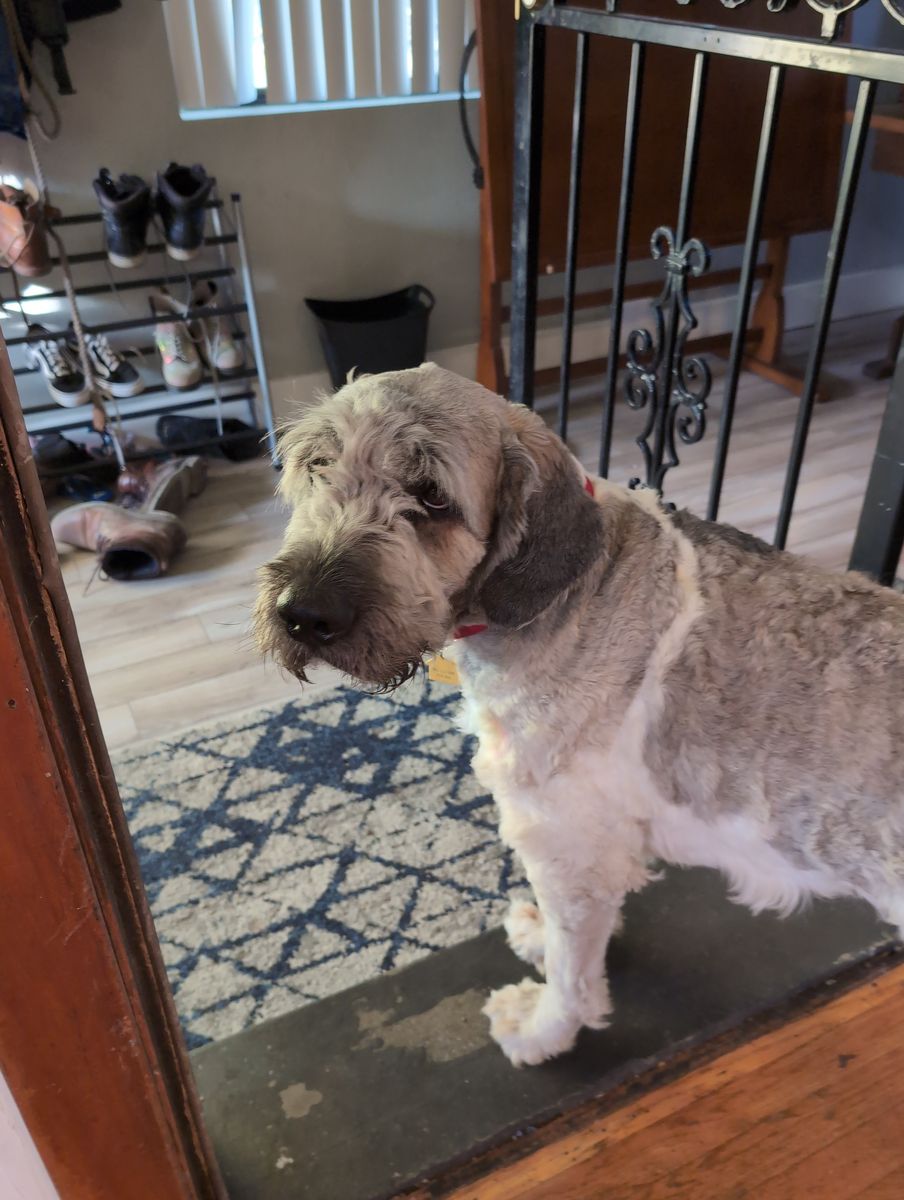 2.5 year-old St. Bernadoodle