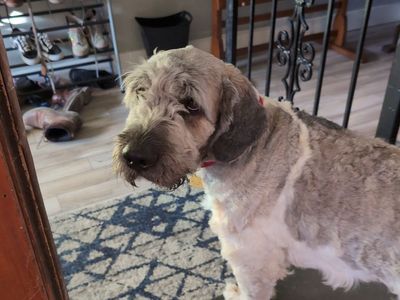 2.5 year-old St. Bernadoodle