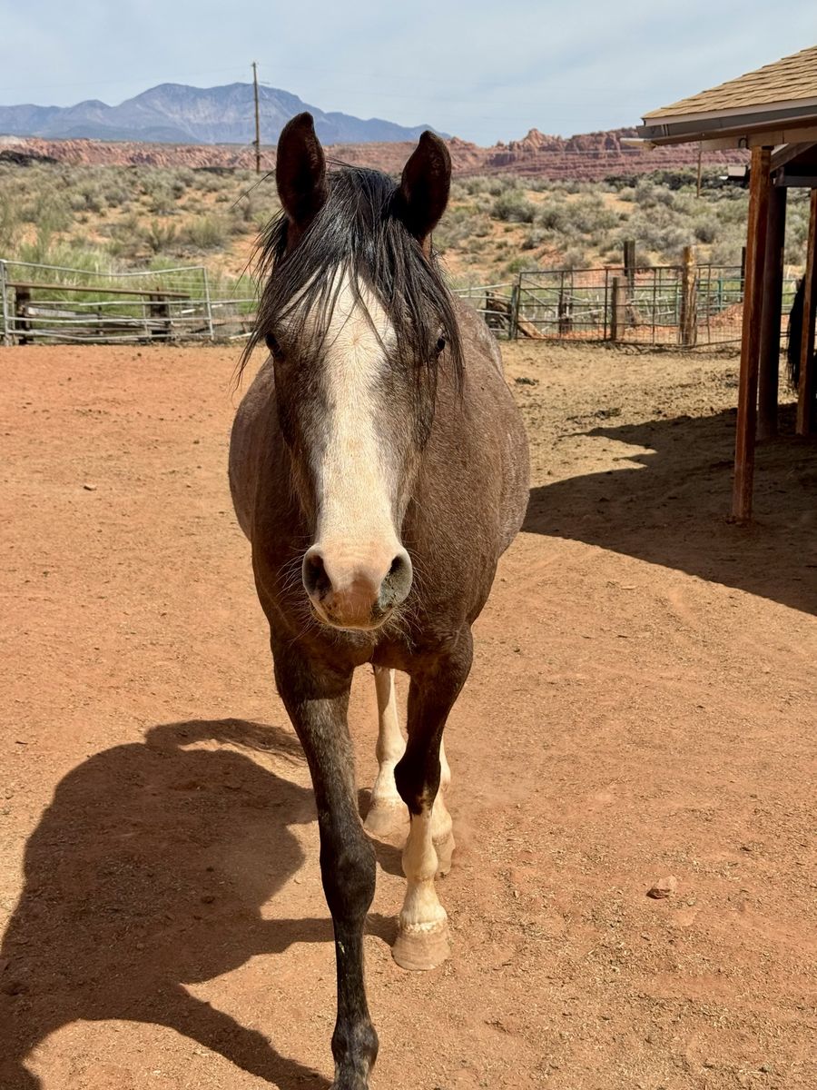 3 year old Arabian Gelding