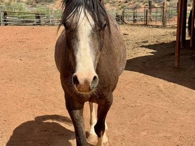 3 year old Arabian Gelding