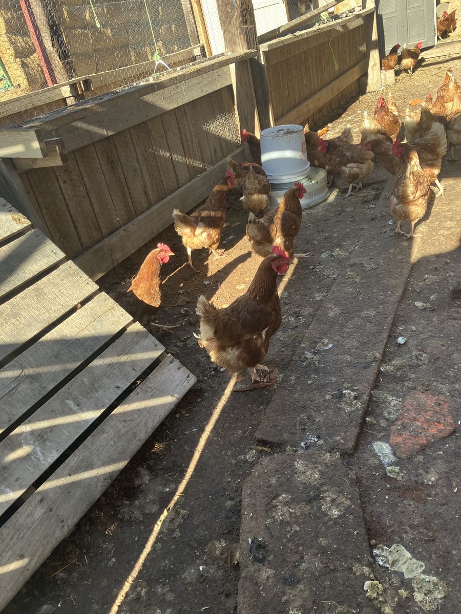 Laying hens