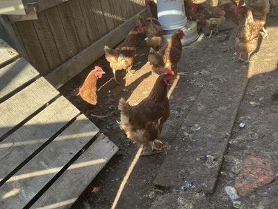 Laying hens