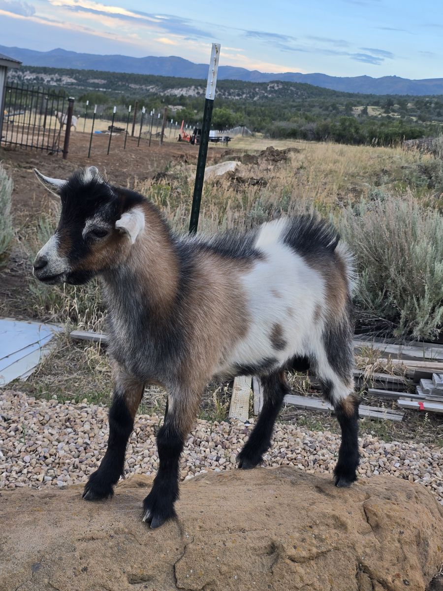 Nigerian Dwarf Bucklings and Doelings For Sale