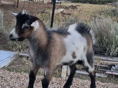 Nigerian Dwarf Bucklings and Doelings For Sale