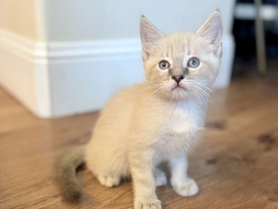 Lilac Boy Ragamese Siamese x Ragdoll kitten