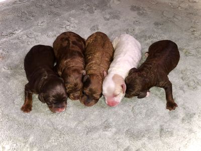 mini Cockapoo/Cavapoo