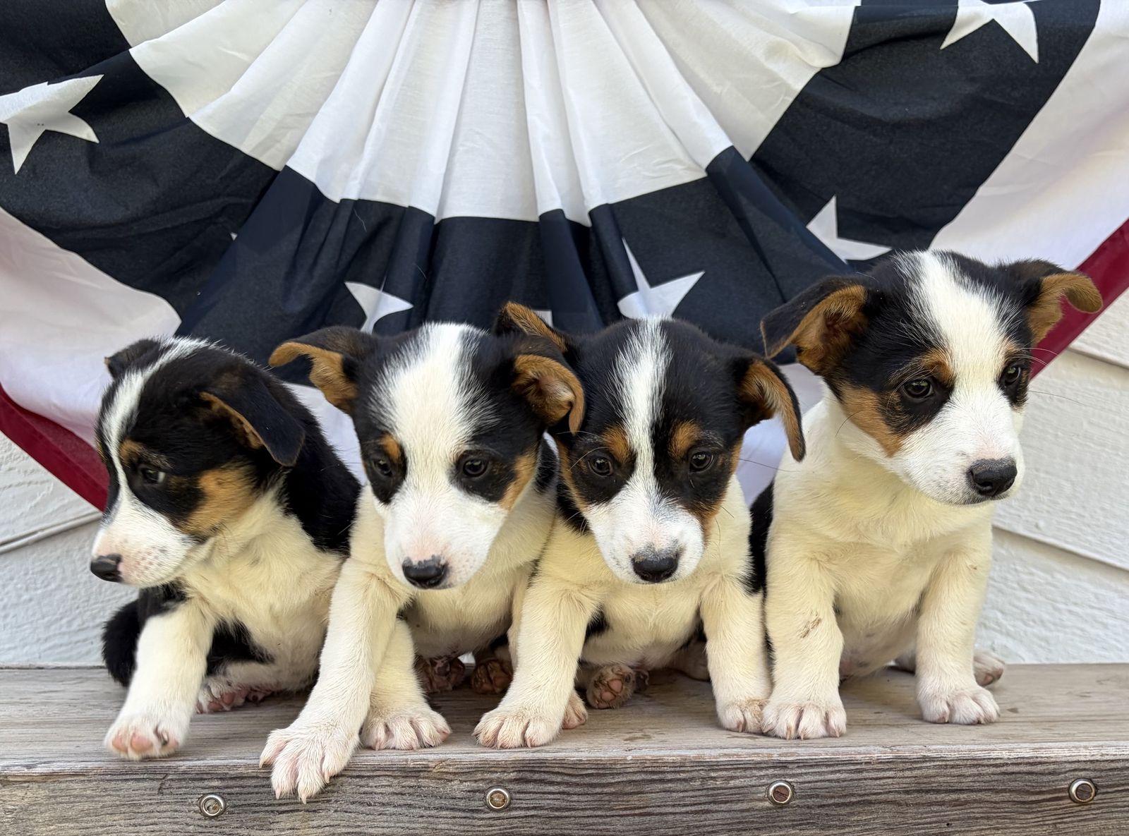 Cowboy Corgi Puppies-Price Drop!!