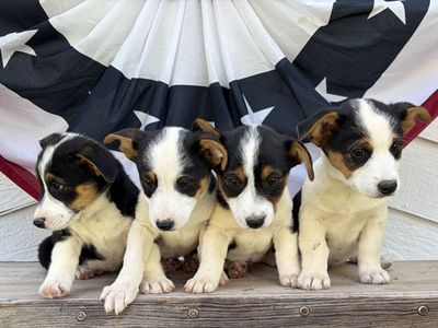 Cowboy Corgi Puppies-Price Drop!!