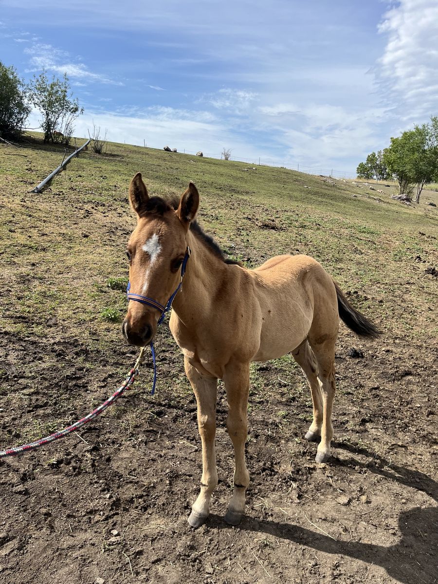 APHA Solid Paint Ranch/Rope Prospect Colt foaled 5/11/26