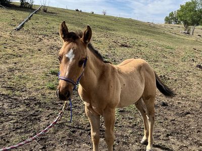 APHA Solid Paint Ranch/Rope Prospect Colt foaled 5/11/26