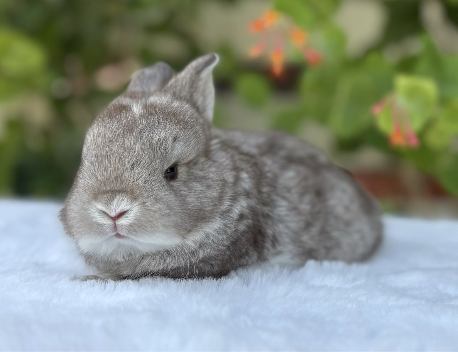 Pedigreed English Angora Doe bunny rabbit chocolate chinchilla 