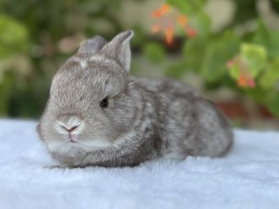 Pedigreed English Angora Doe bunny rabbit chocolate chinchilla