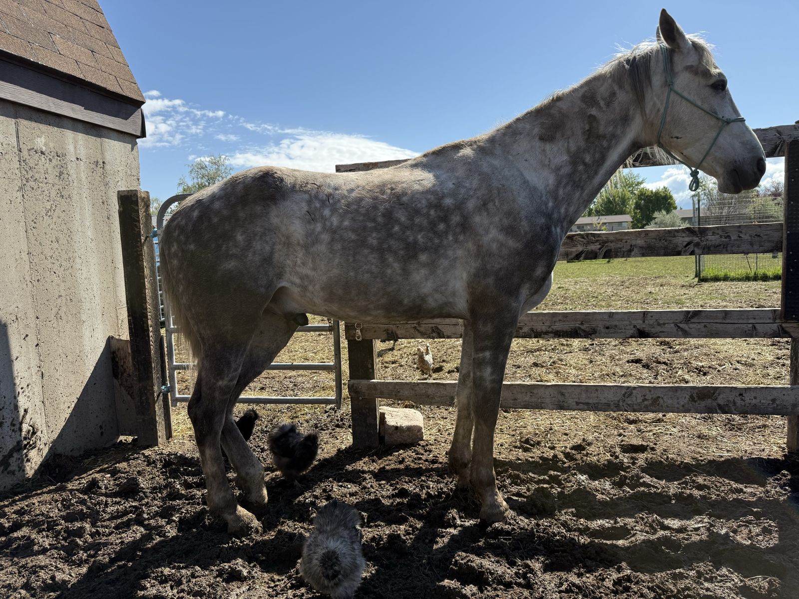 5 yr old Tennessee Walker Gelding