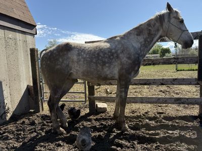 5 yr old Tennessee Walker Gelding