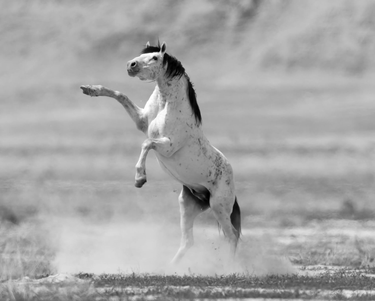 pictures Onaqui horses Utah