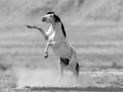 pictures Onaqui horses Utah