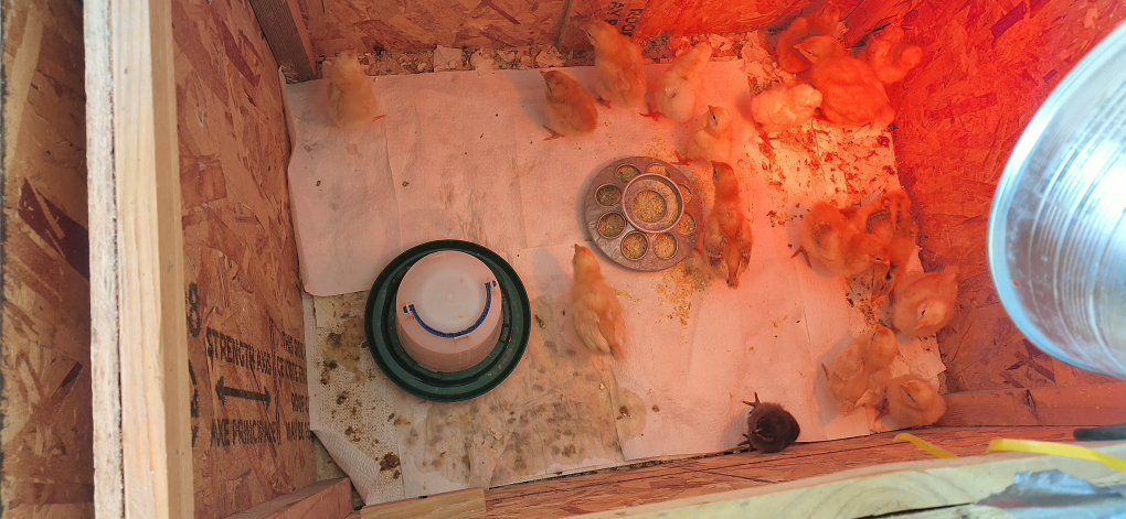 chicks