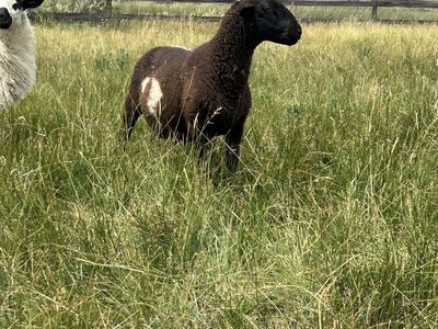One wether (sheep)