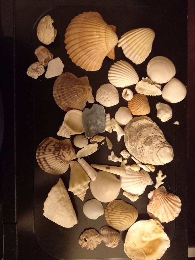 sea shells