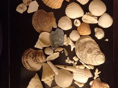 sea shells