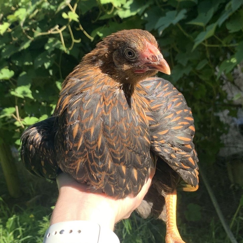Gold-Laced Wyandotte Coop-Ready Pullet