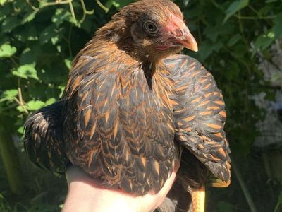 Gold-Laced Wyandotte Coop-Ready Pullet