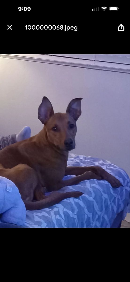Dog Needs A New Home