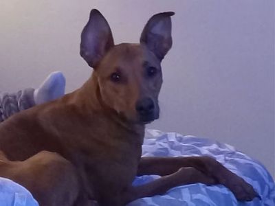 Dog Needs A New Home