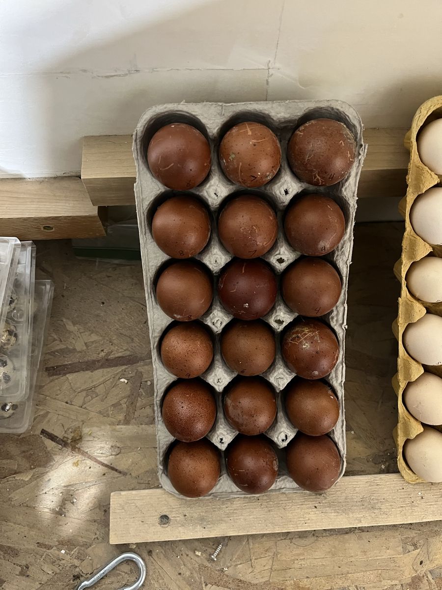 Black Copper Maran Hatching Eggs