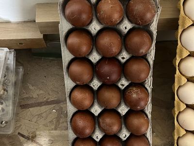 Black Copper Maran Hatching Eggs