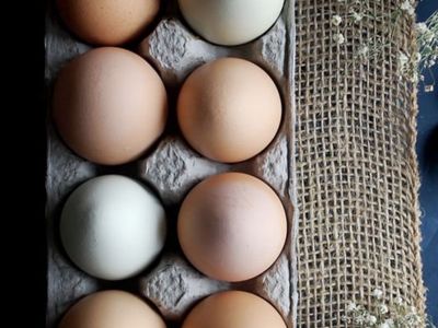 Fresh, locally sourced chicken eggs - brown, white, and blue/green shells