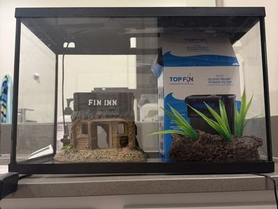 5 Gallon tank with water filter and decorations