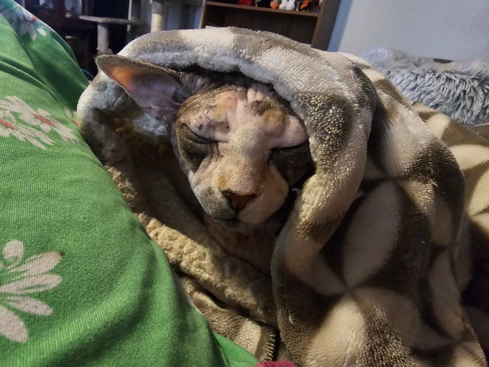 Sphinx Cat