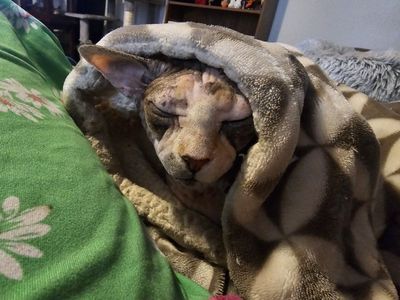 Sphinx Cat