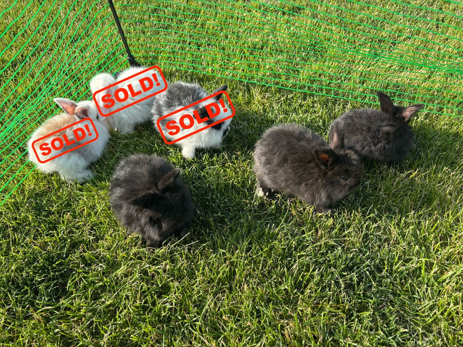 Mini holland lop bunnie
