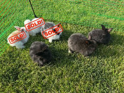 Mini holland lop bunnie