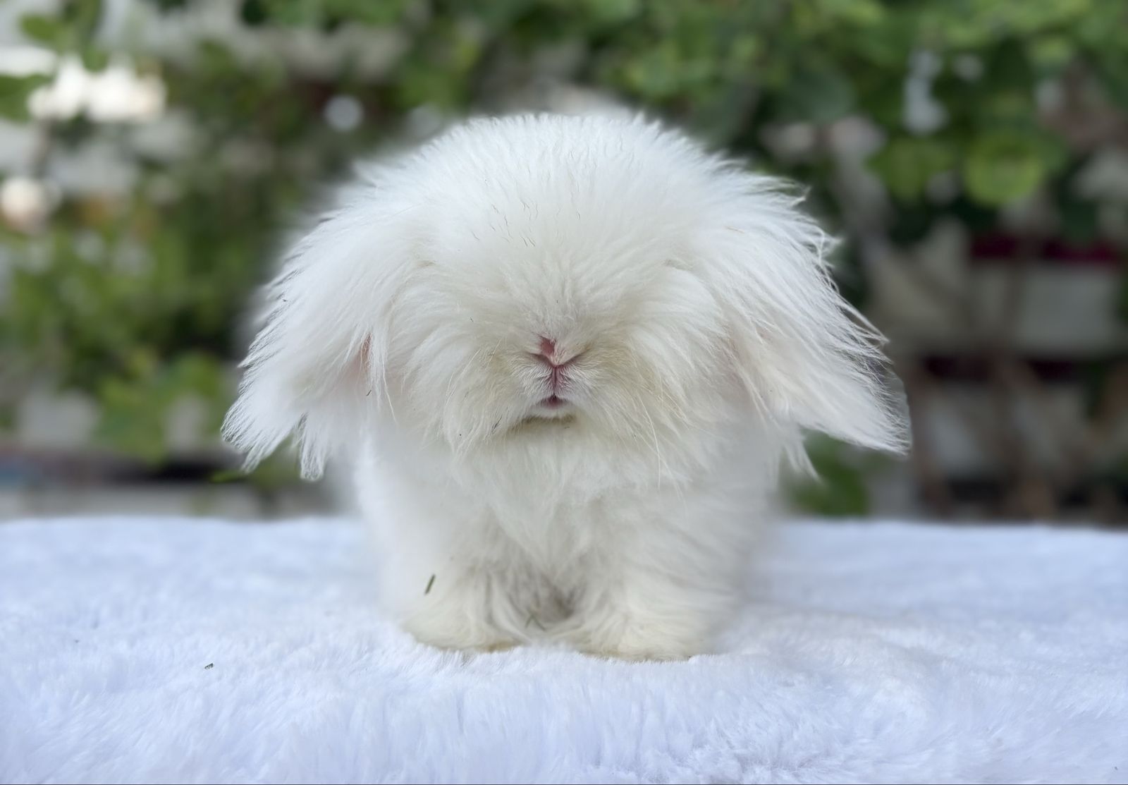 Teddywidder buck (blue eyed white)