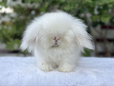 Teddywidder buck (blue eyed white)