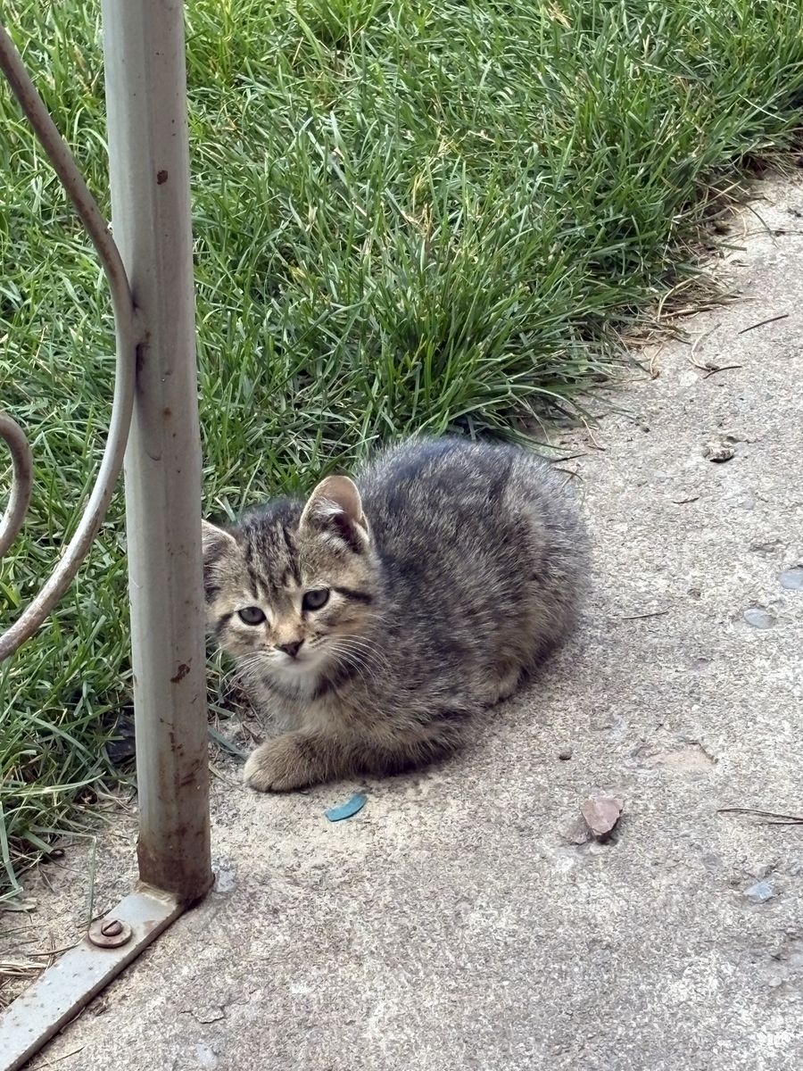 Cute kittens