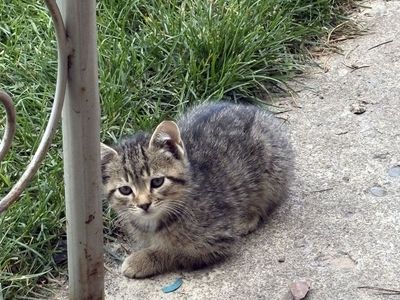 Cute kittens