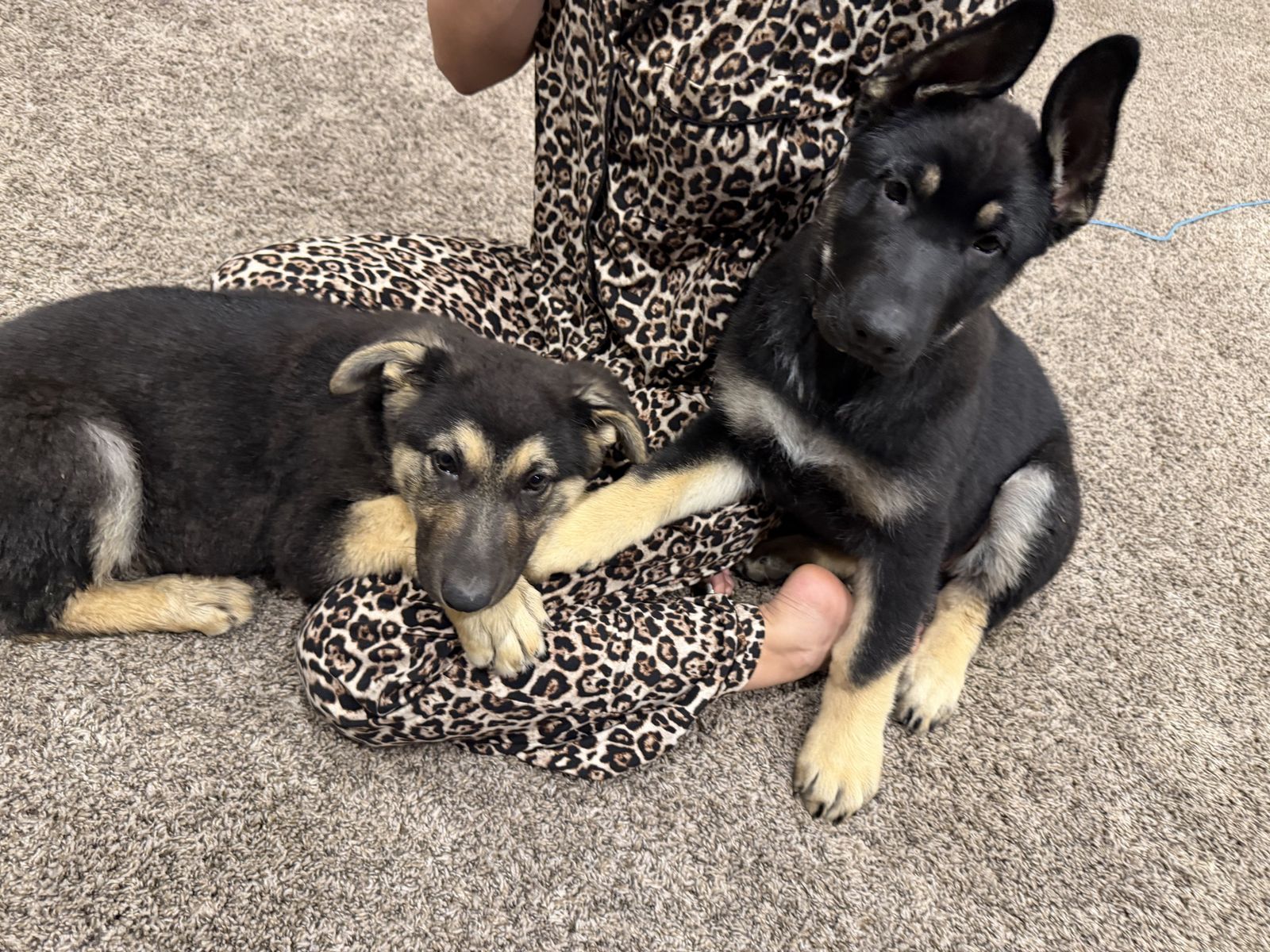 AKC X Large Original German Shepherds