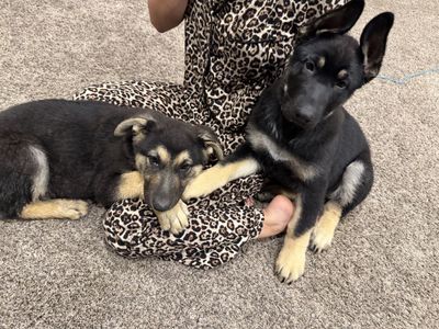 AKC X Large Original German Shepherds