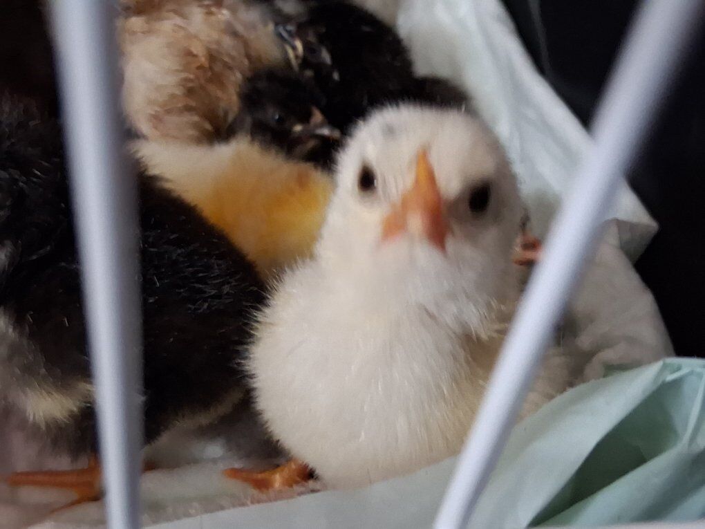 Super Speckled Barnyard Mix