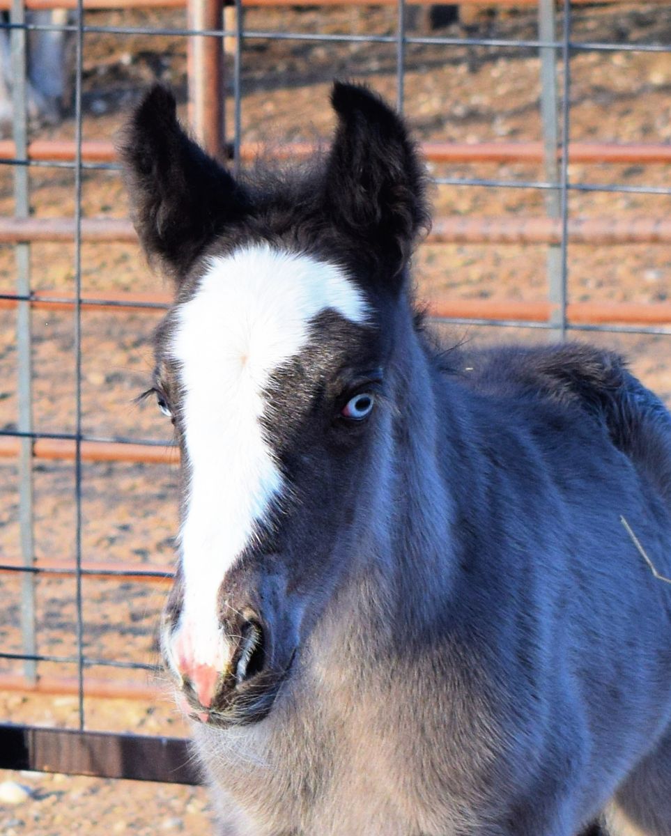Full gypsy colt, Smokey Black with pretty blue eyes
