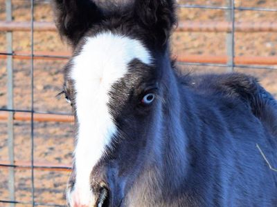 Full gypsy colt, Smokey Black with pretty blue eyes