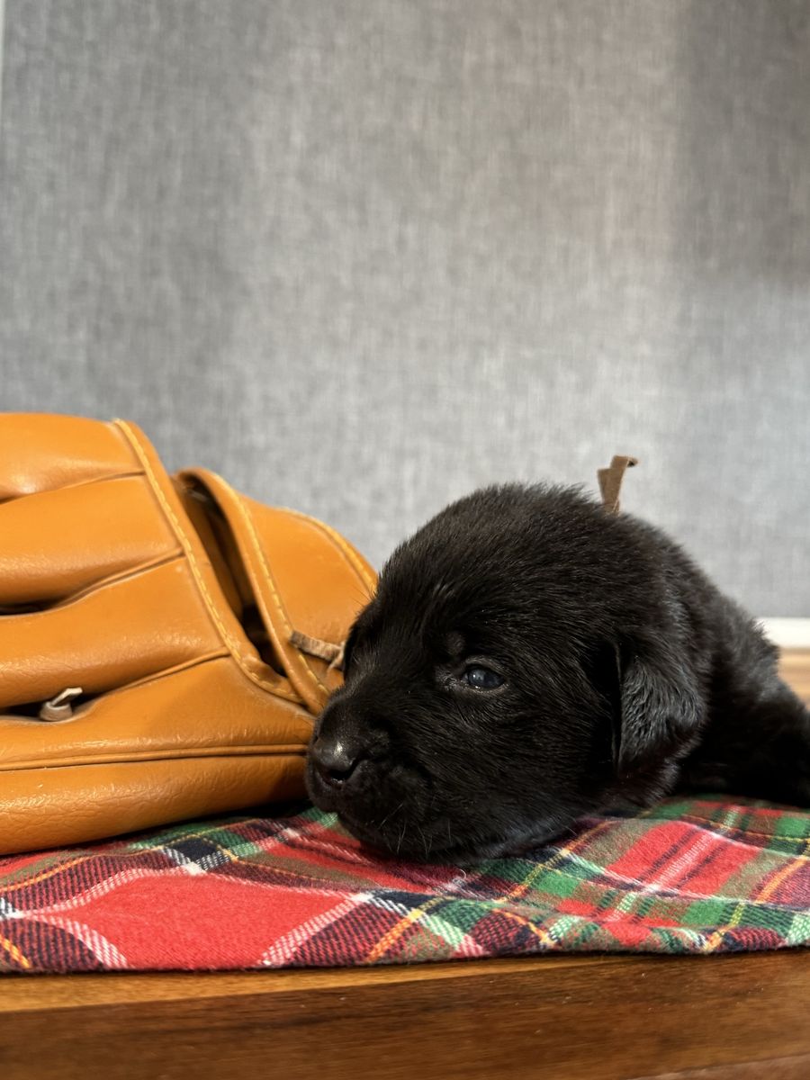 3 Black Males remaining DM for interest