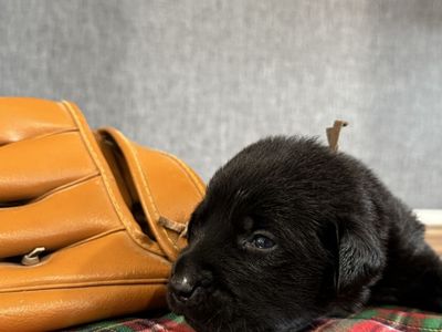 3 Black Males remaining DM for interest