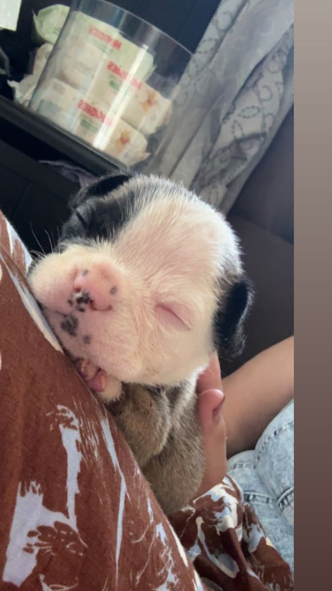 AKC French bulldogs 