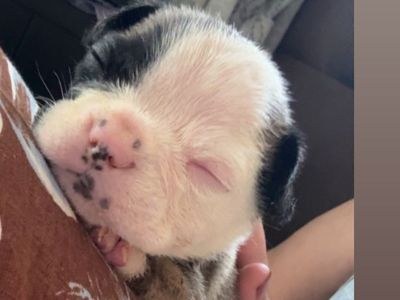 AKC French bulldogs
